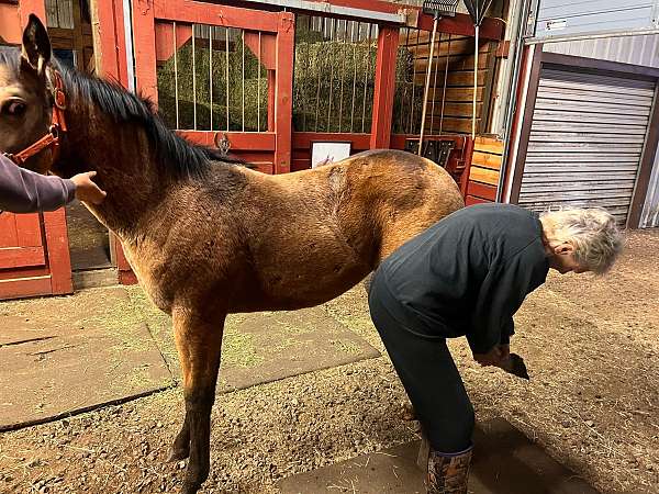 buckskin-dun-showmanship-horse