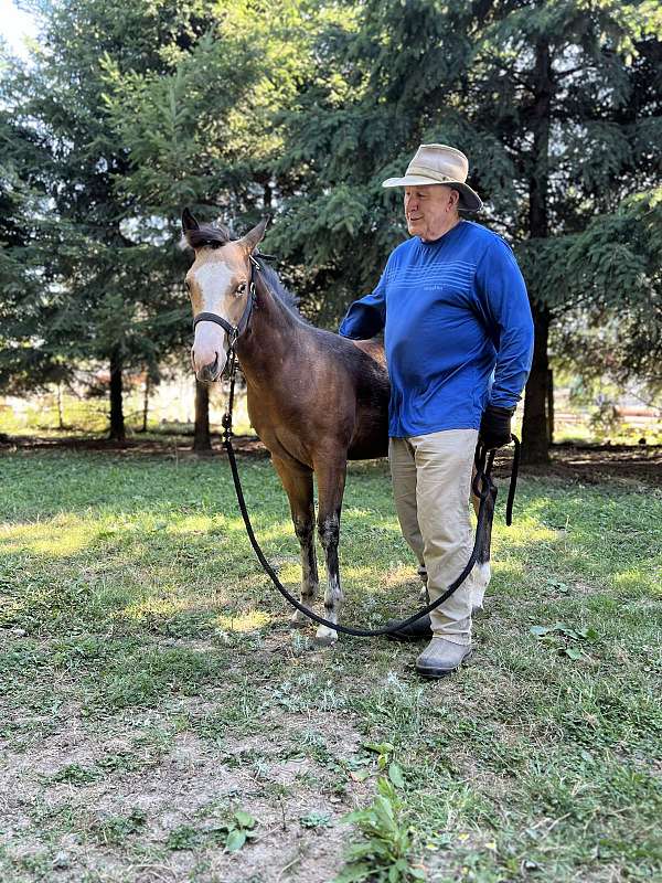 showmanship-filly-foal