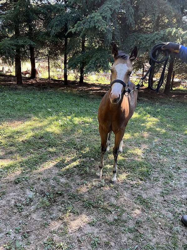 working-cow-filly-foal