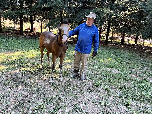 working-filly-foal