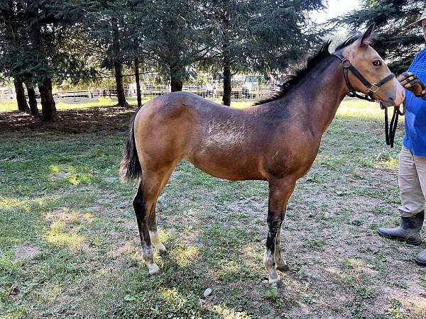 buckskin-dun-aqha-filly-foal