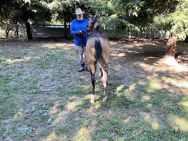 buckskin-dun-filly-foal-for-sale