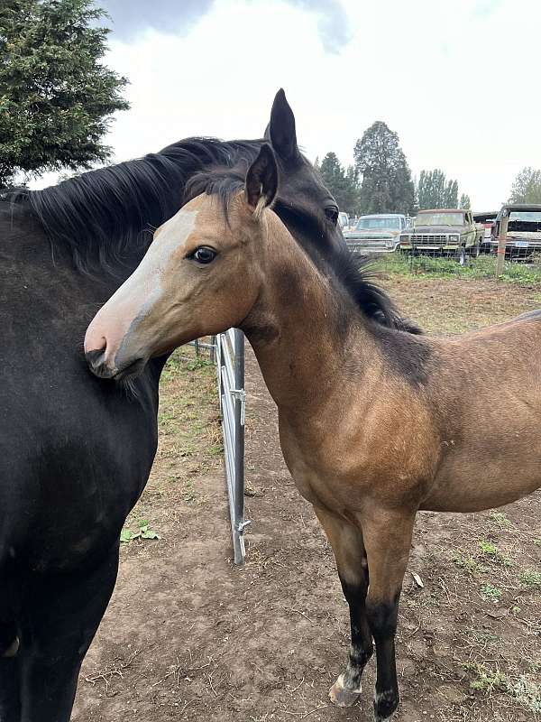 buckskin-dun-filly-foal