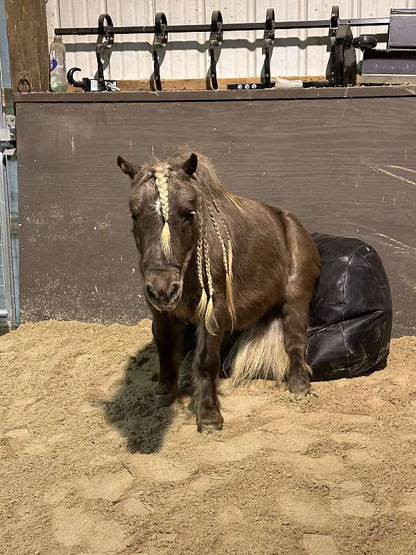 chocolate-western-riding-pony