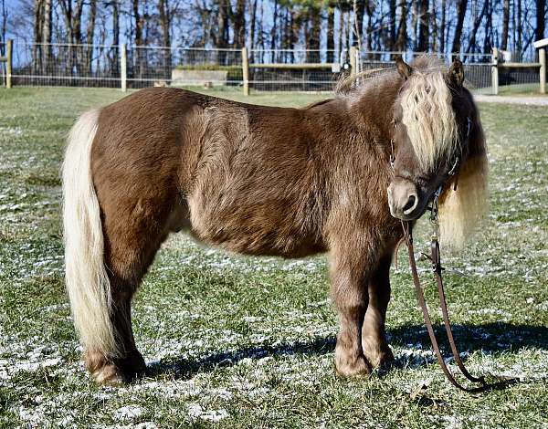 trick-trained-miniature-pony