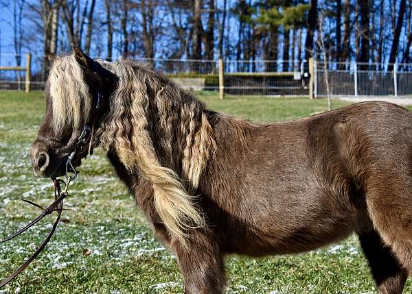 babysitter-miniature-pony