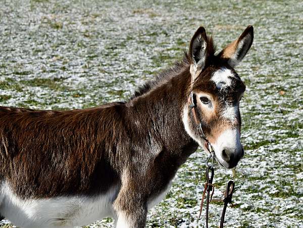 driving-donkey-gelding