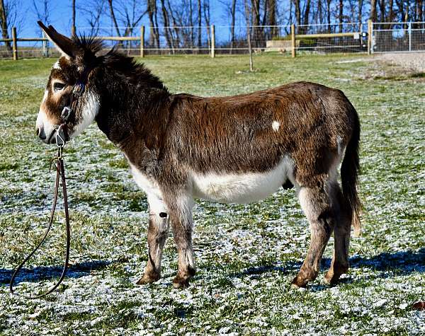 brown-driving-donkey