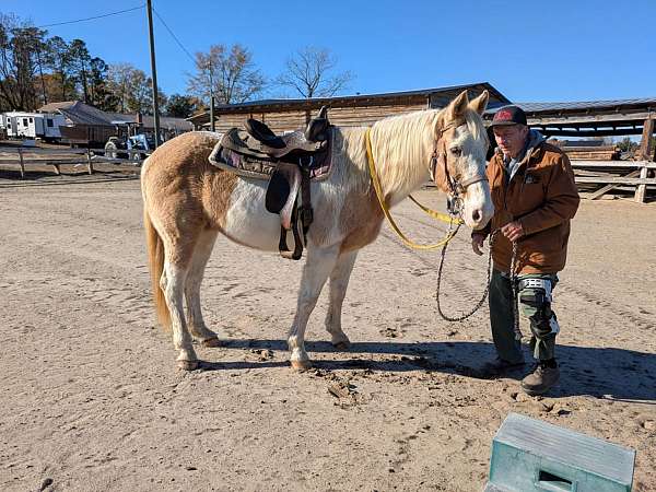 beginner-friendly-palomino-horse