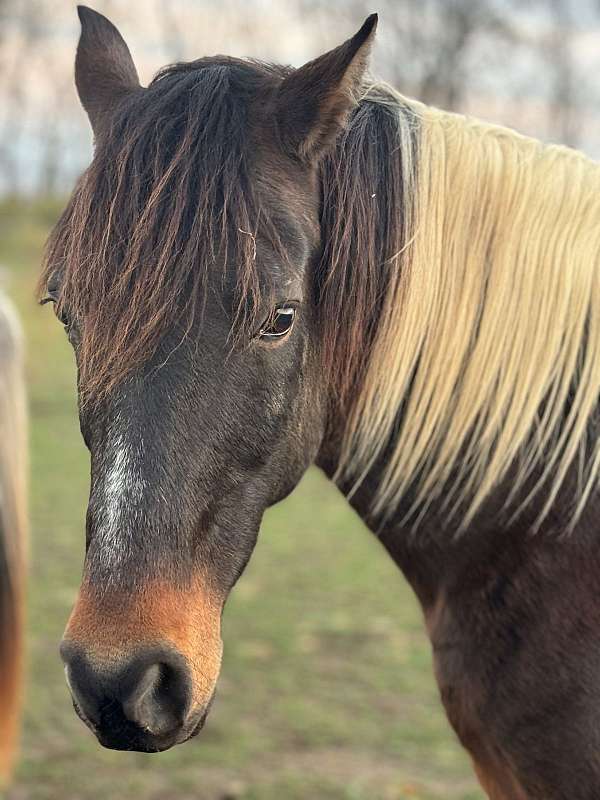 black-white-patches-pony