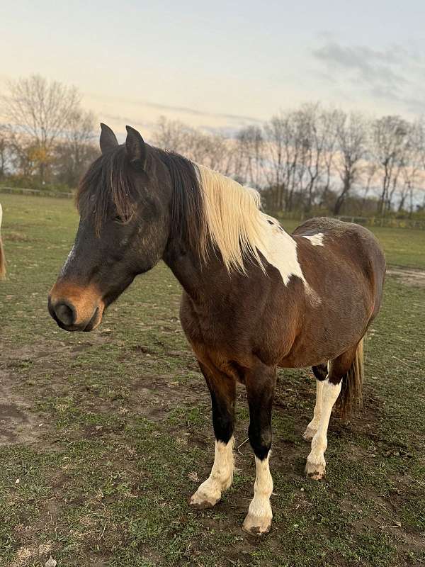 tobiano-black-white-patches-pony