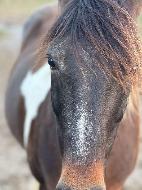 good-looking-pony-gelding