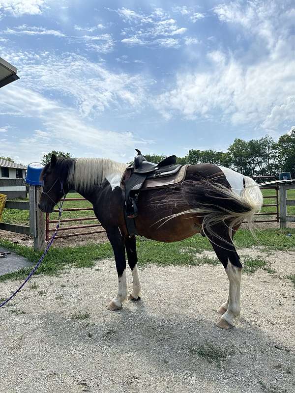 ridable-pony-gelding