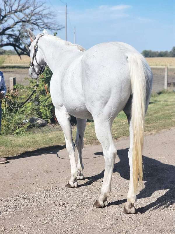 grey-chrome-dapples-horse