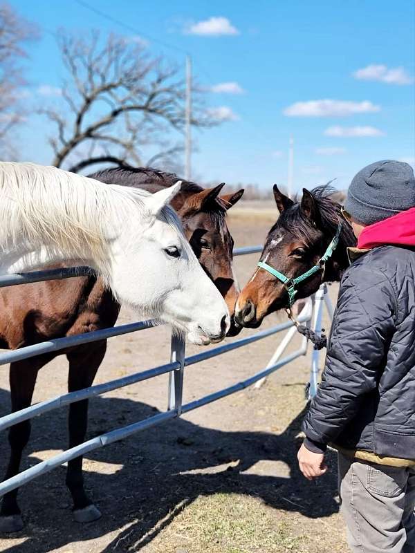 all-around-thoroughbred-horse