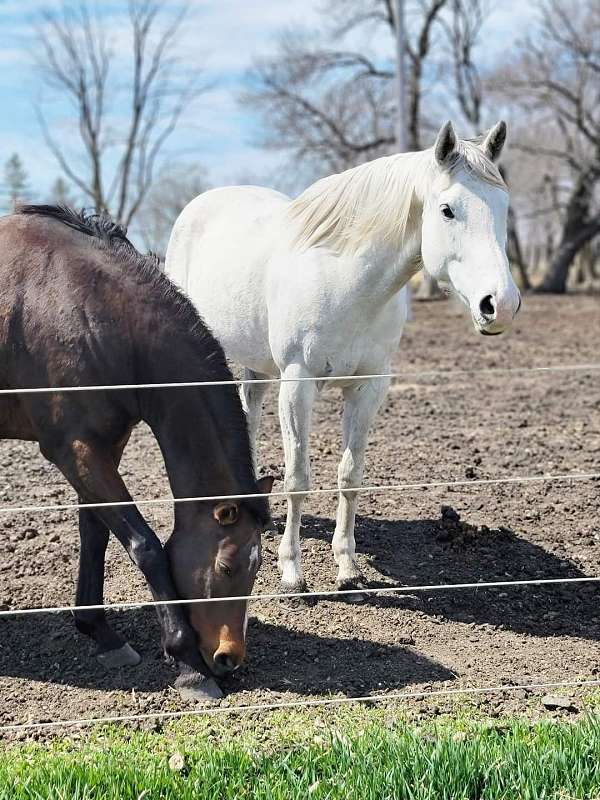 barrel-thoroughbred-horse