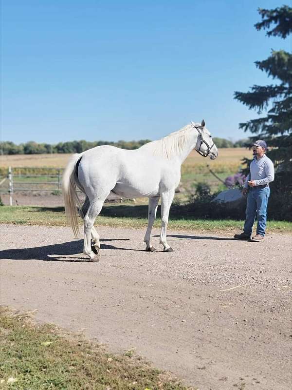 barrel-racing-thoroughbred-horse