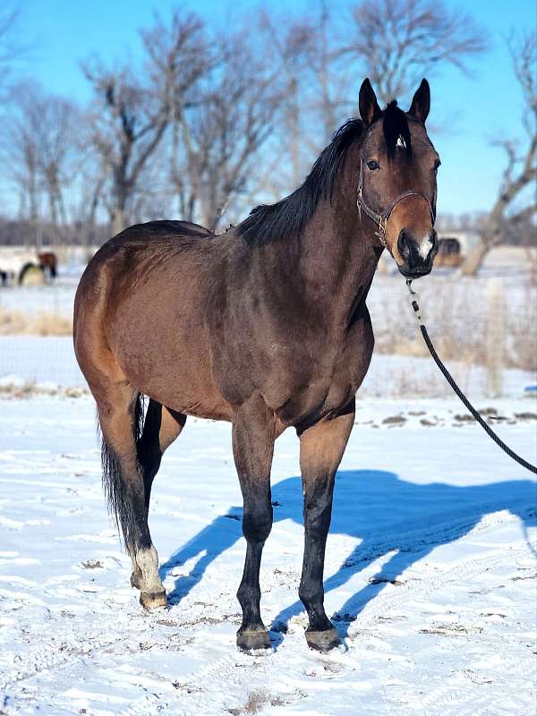 natural-horsemanship-train-thoroughbred-horse