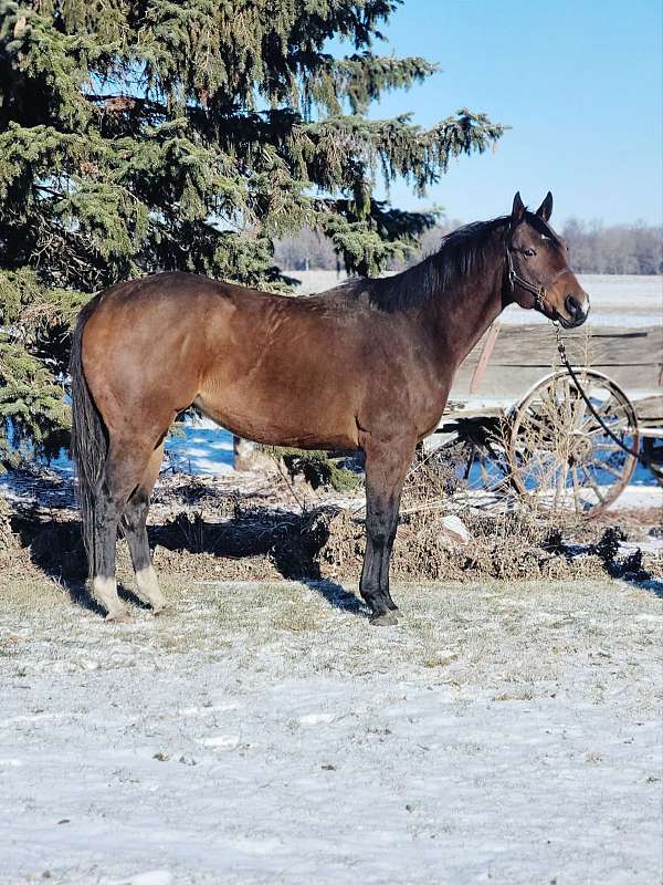 bay-natural-horsemanship-train-horse