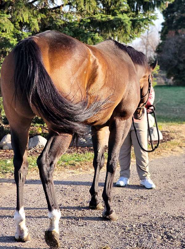 all-around-thoroughbred-horse