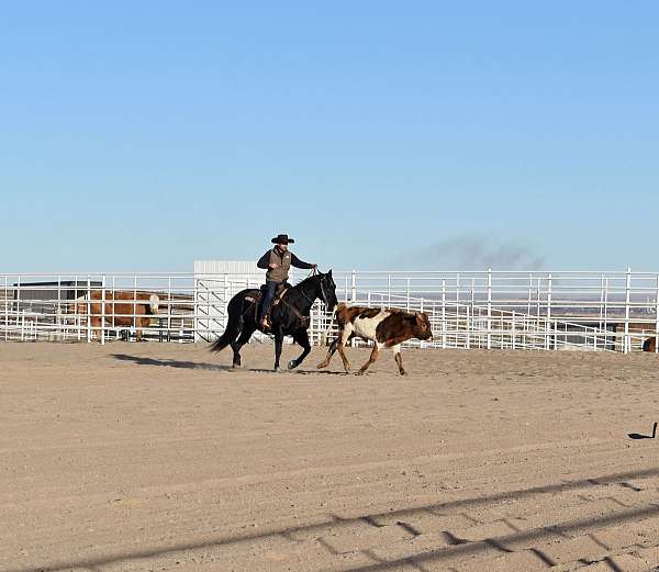 black-quarter-horse