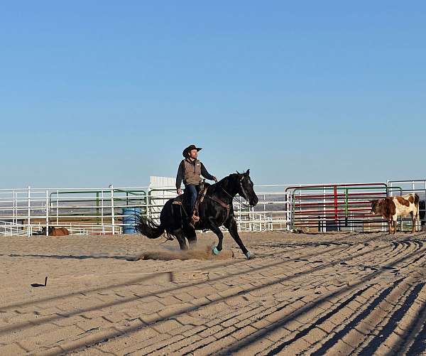 gelding-quarter-horse