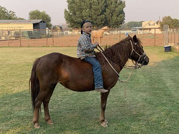 kid-pony-welsh