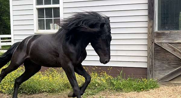 all-around-friesian-horse