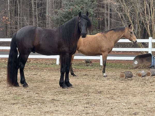 midnight-friesian-horse