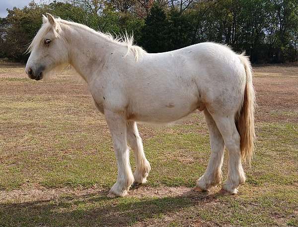 appaloosa-horse