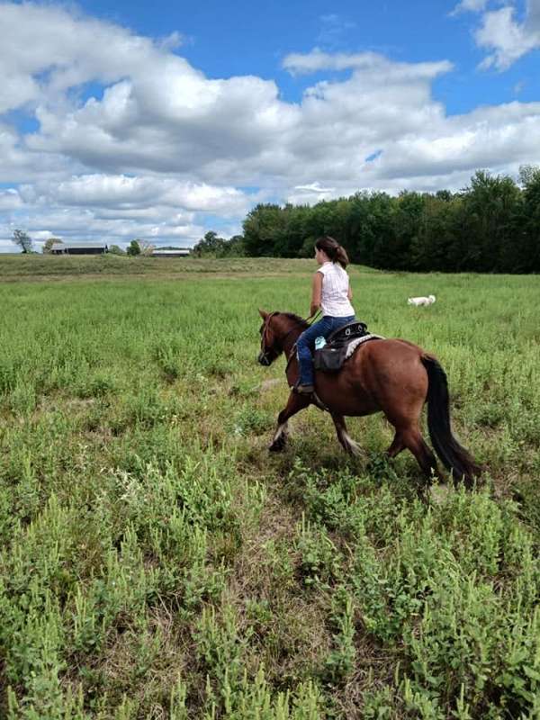 homozygous-youth-filly-mare