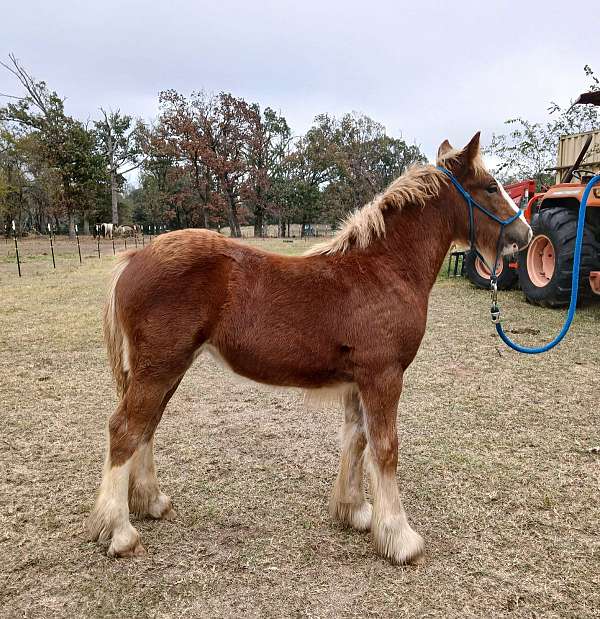 all-around-gypsy-vanner-horse