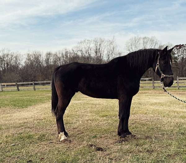 black-draft-gelding