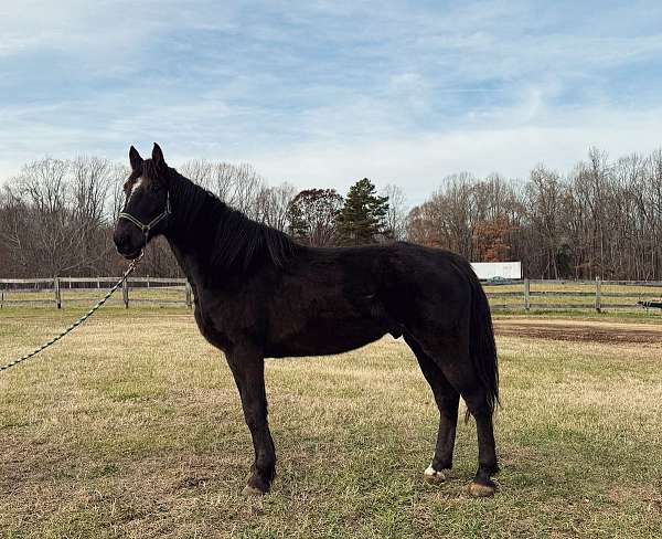 beautiful-mover-draft-horse