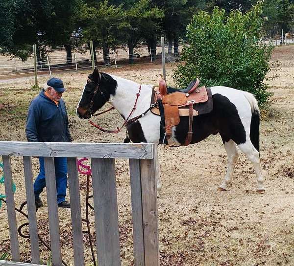 tobiano-therapy-horse