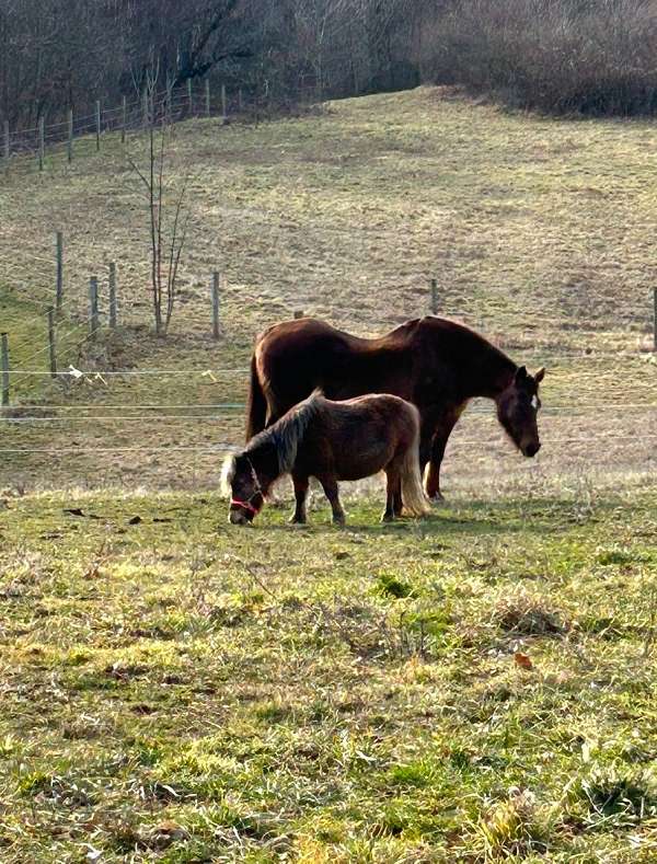 roan-with-lighter-mane-tail-horse