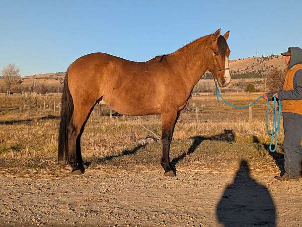 dun-andalusian-azteca-gelding