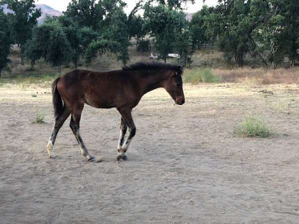 amazing-bloodlines-pony