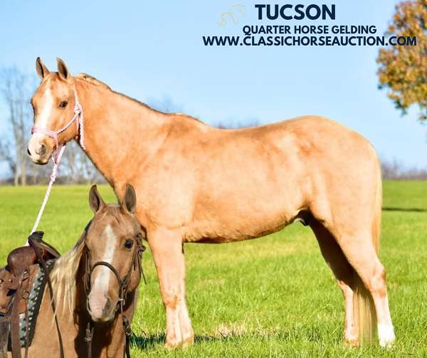 tucson-gelding