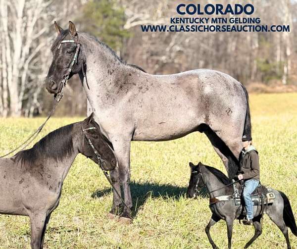 blue-roan-gelding-kentucky-mountain-horse