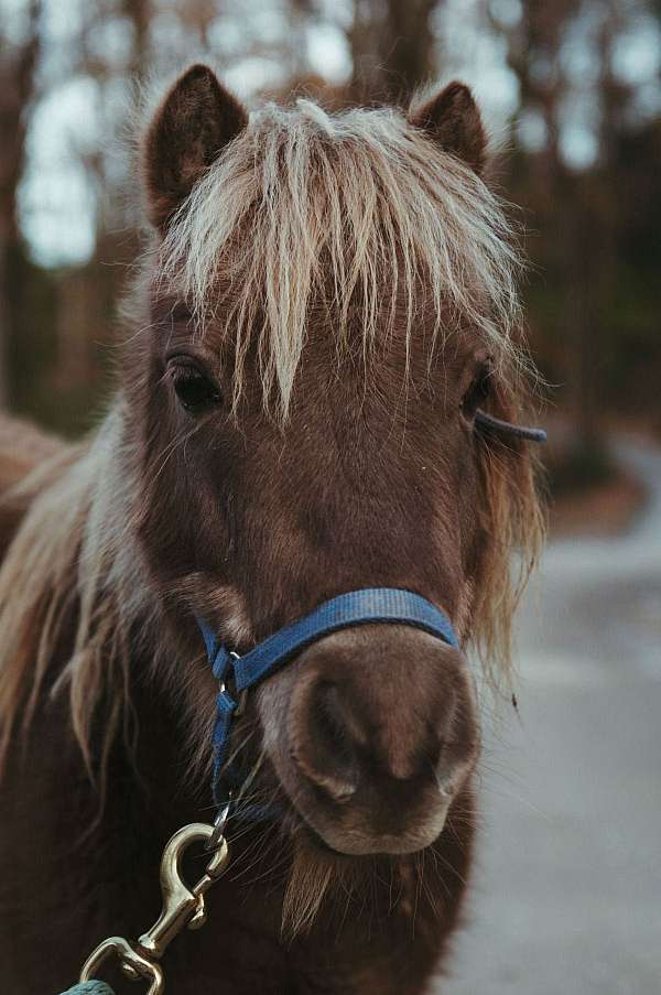 gift-miniature-pony