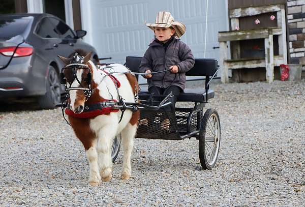 bean-miniature-pony