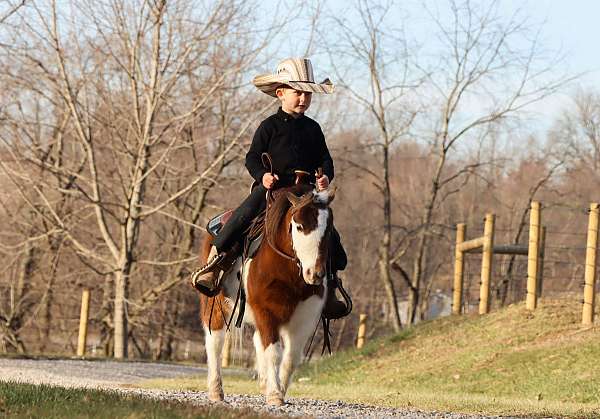 brown-white-miniature-pony