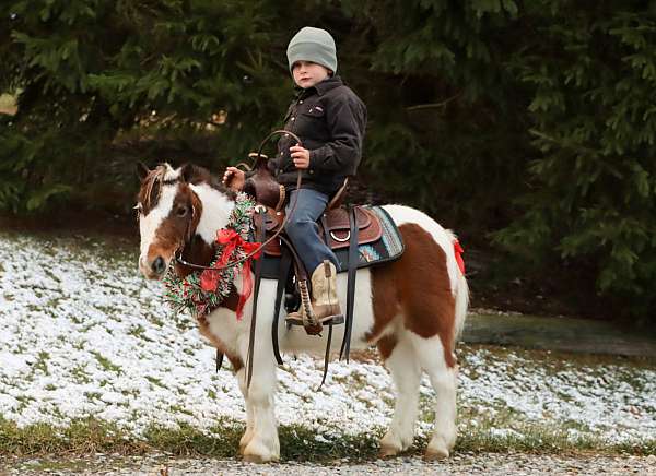 canter-miniature-pony