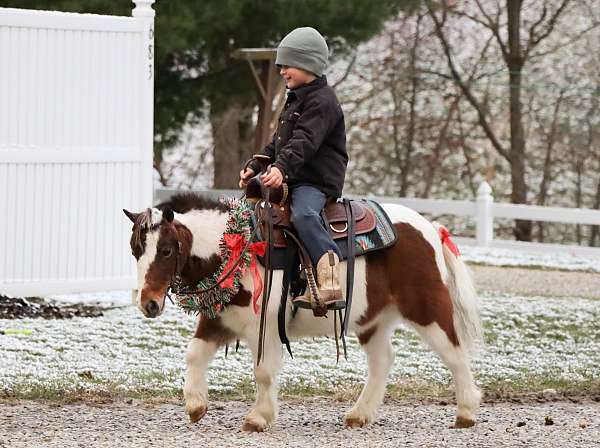 face-miniature-pony