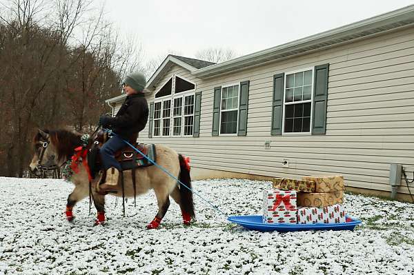 pony-safe-gelding