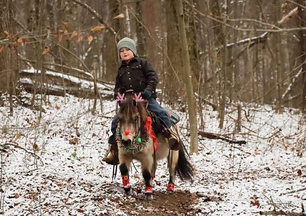 pony-safe-miniature-pony