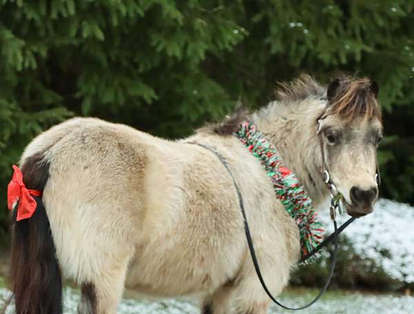 6-hand-buckskin-pony