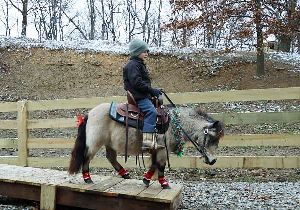 all-around-miniature-pony