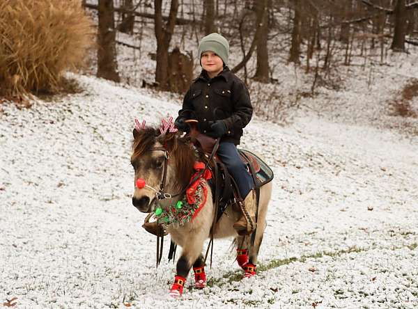 buckskin-gelding-miniature-pony